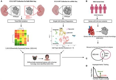 A Multi-Omics Approach Using a Mouse Model of Cardiac Malformations for Prioritization of Human Congenital Heart Disease Contributing Genes